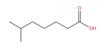 6-Methylheptanoic acid